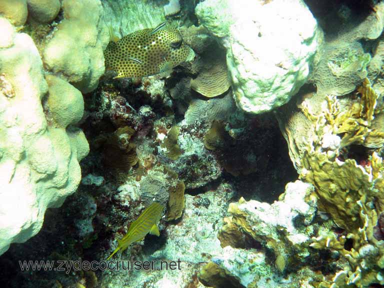 Cemetery Reef, Grand Cayman, 2007