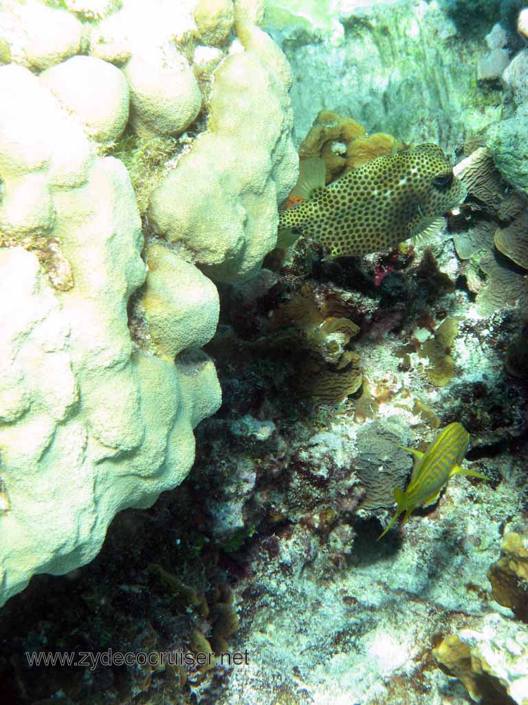 Cemetery Reef, Grand Cayman, 2007