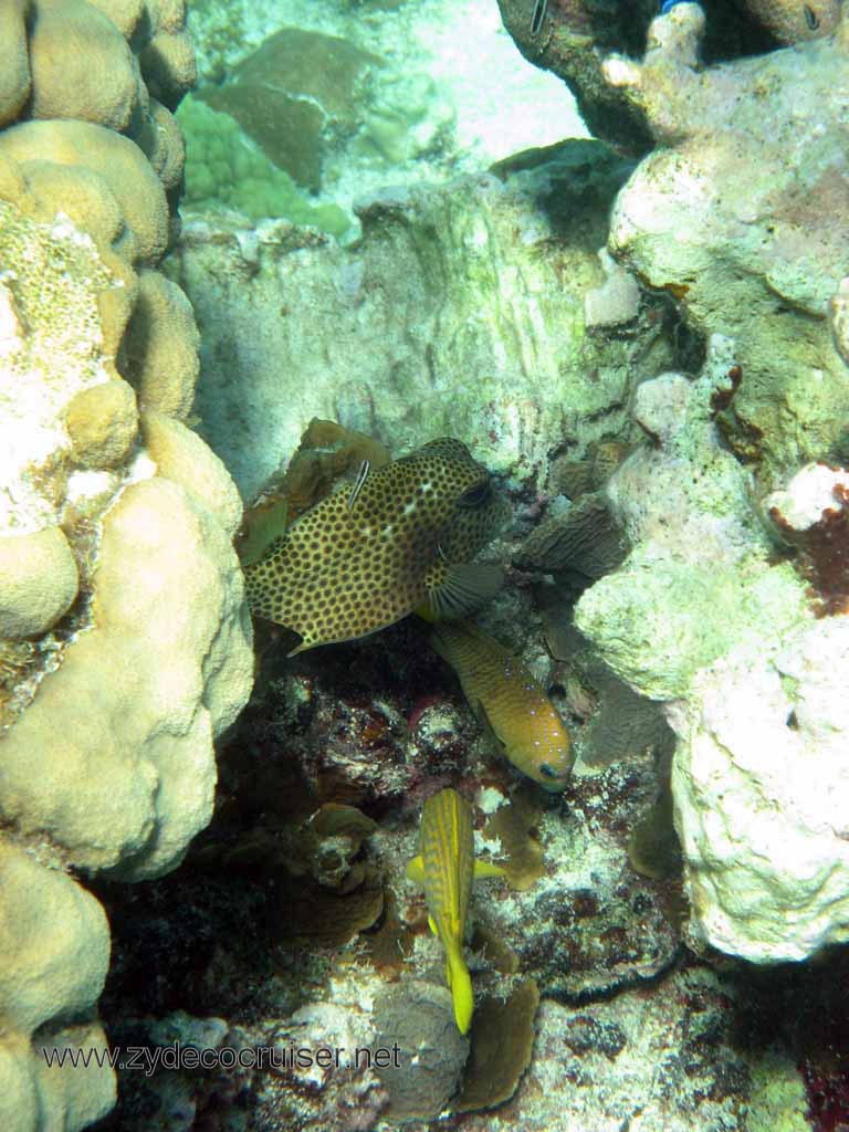 Cemetery Reef, Grand Cayman, 2007