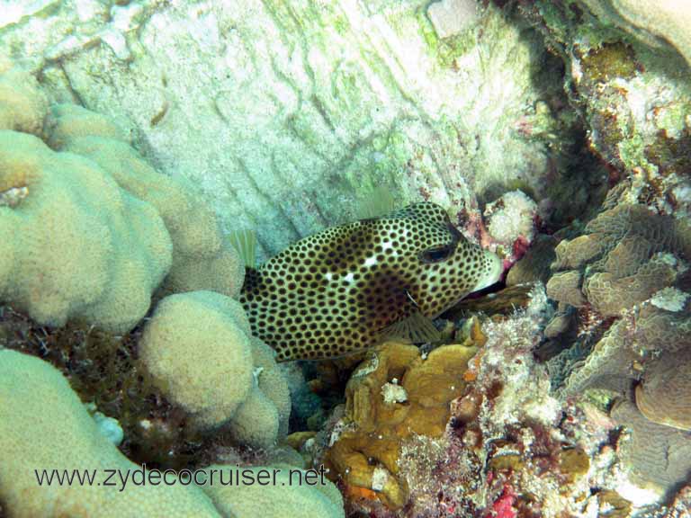 Cemetery Reef, Grand Cayman