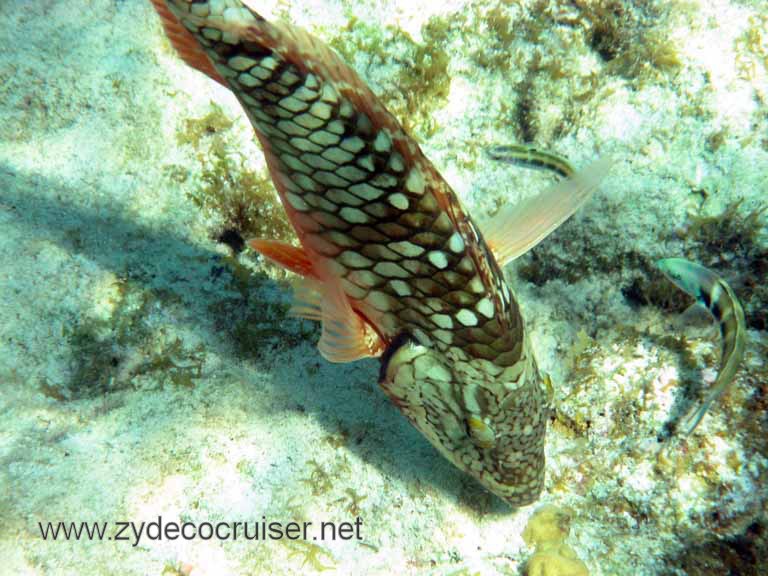 Cemetery Reef, Grand Cayman, 2007