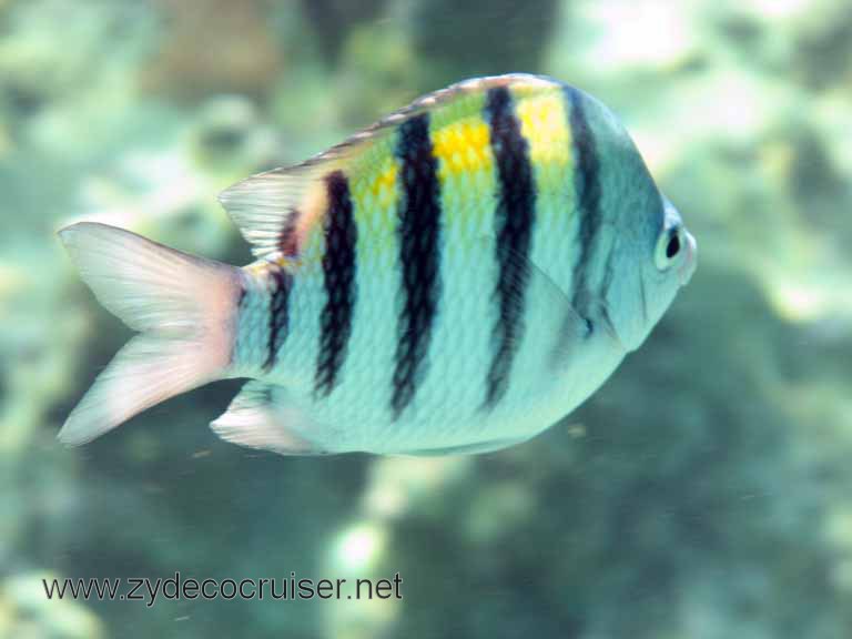 Cemetery Reef, Grand Cayman, 2007