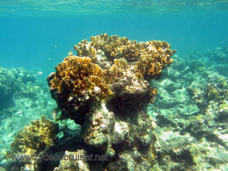 Cemetery Reef, Grand Cayman, 2007