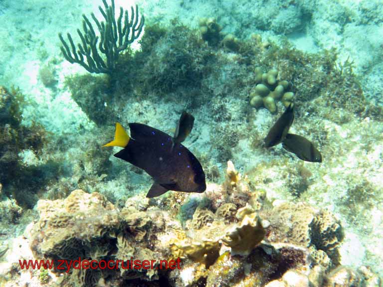 zydecocruiser, Cemetery Reef, Grand Cayman, 2007