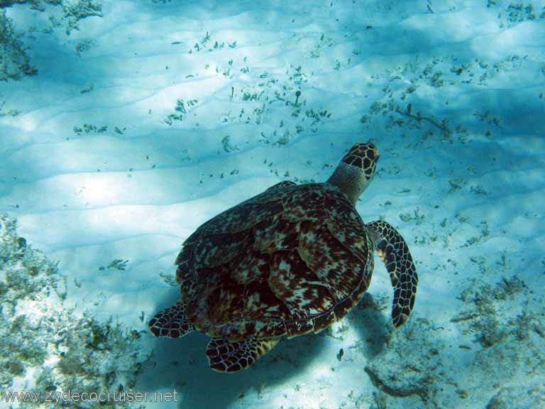 Punta Sur, Dec 2007, Zydecocruiser