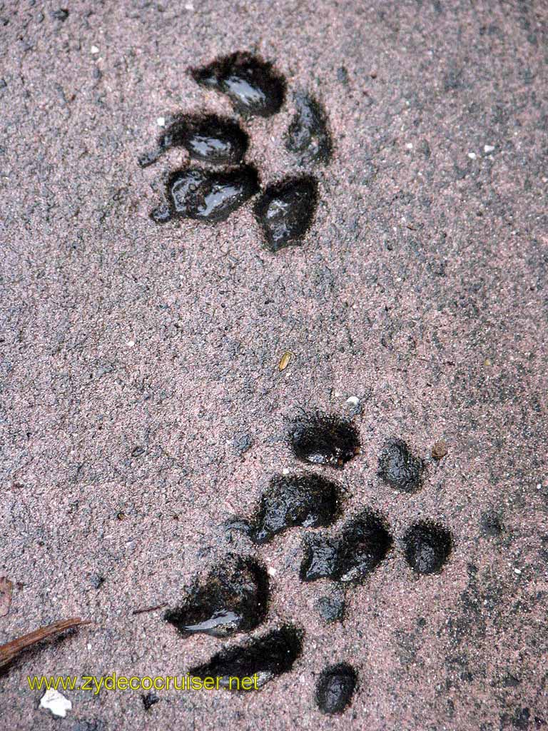 034: Carnival Freedom - Key West - Hemmingway Home - Paw Prints