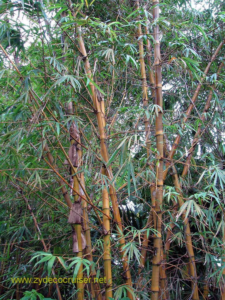 074: Carnival Freedom - Key West - Hemmingway Home - Bamboo