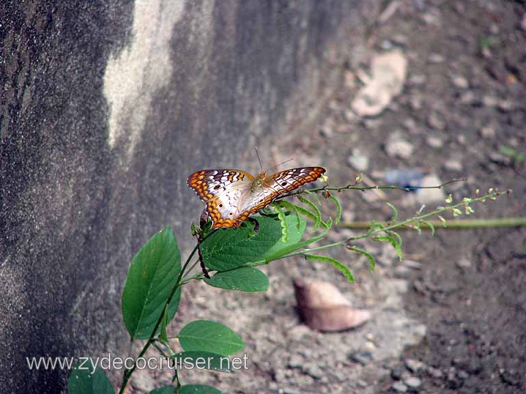 057: Carnival Freedom, Ocho Rios, Butterfly