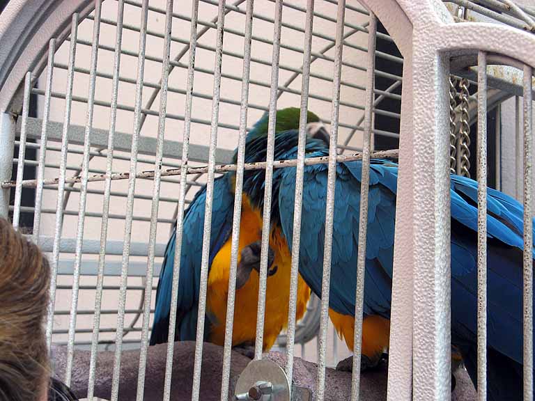 010: Carnival Freedom - Grand Cayman - Parrots 