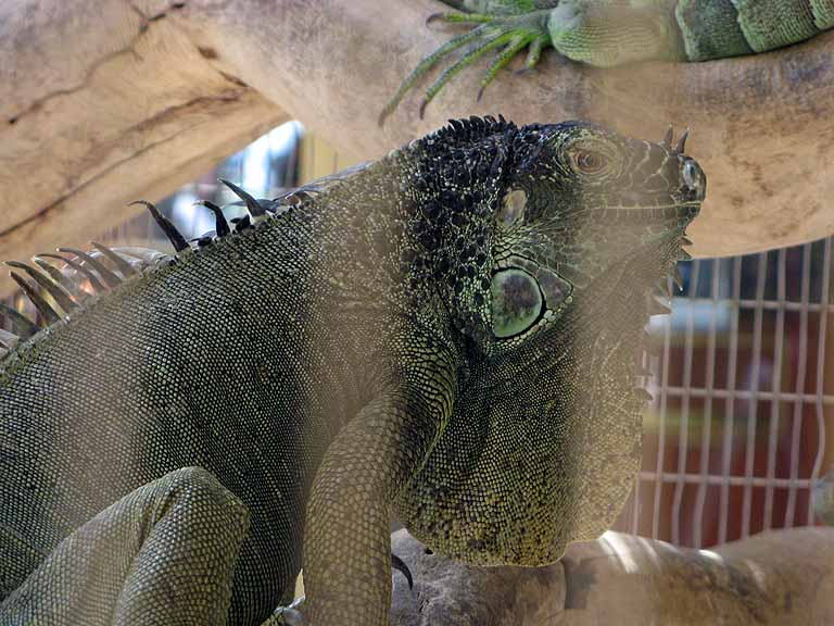 015: Carnival Freedom - Grand Cayman - Blue Iguana