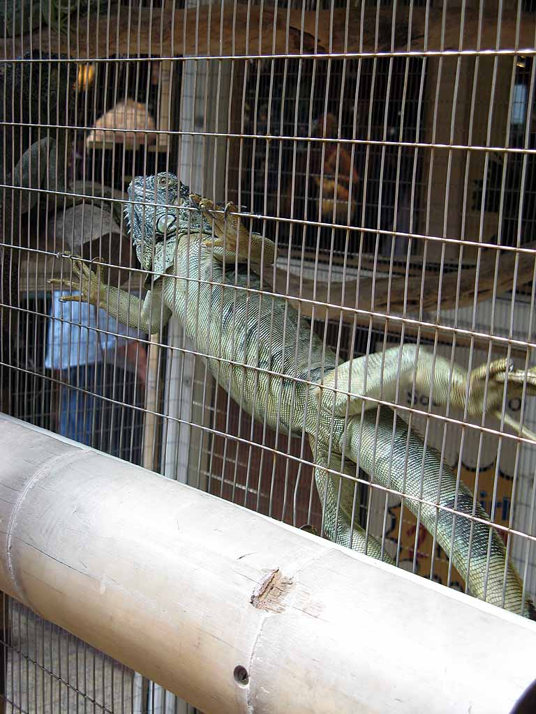 016: Carnival Freedom - Grand Cayman - Blue Iguana