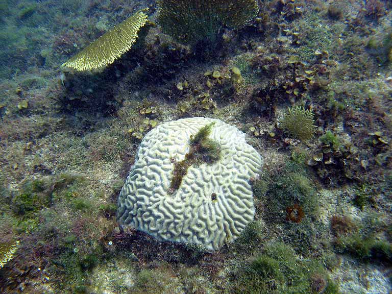 031: Carnival Freedom - Grand Cayman - Eden Rock Snorkel