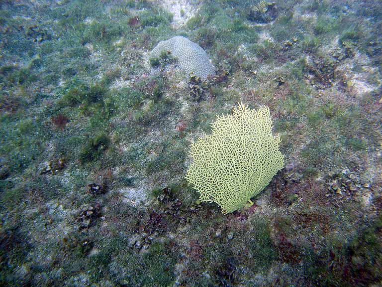 032: Carnival Freedom - Grand Cayman - Eden Rock Snorkel