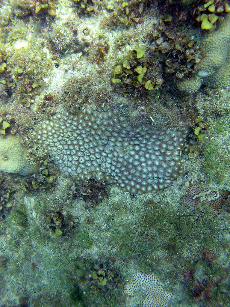 033: Carnival Freedom - Grand Cayman - Eden Rock Snorkel