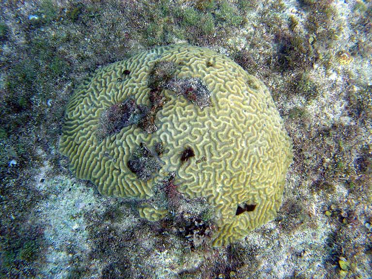 035: Carnival Freedom - Grand Cayman - Eden Rock Snorkel