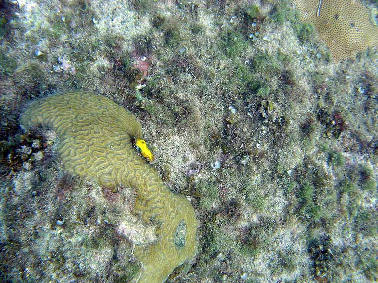 036: Carnival Freedom - Grand Cayman - Eden Rock Snorkel