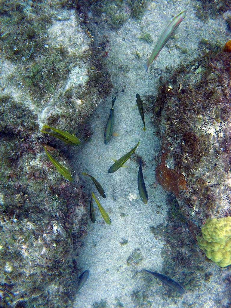 037: Carnival Freedom - Grand Cayman - Eden Rock Snorkel