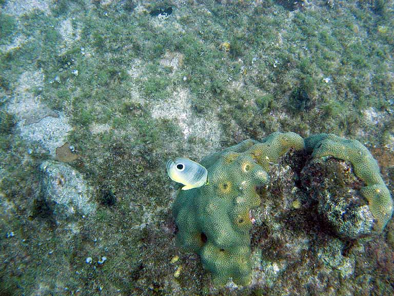 038: Carnival Freedom - Grand Cayman - Eden Rock Snorkel