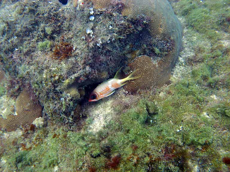 043: Carnival Freedom - Grand Cayman - Eden Rock Snorkel