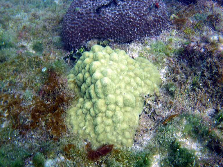 044: Carnival Freedom - Grand Cayman - Eden Rock Snorkel