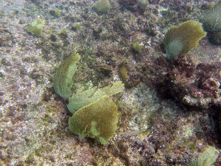 046: Carnival Freedom - Grand Cayman - Eden Rock Snorkel