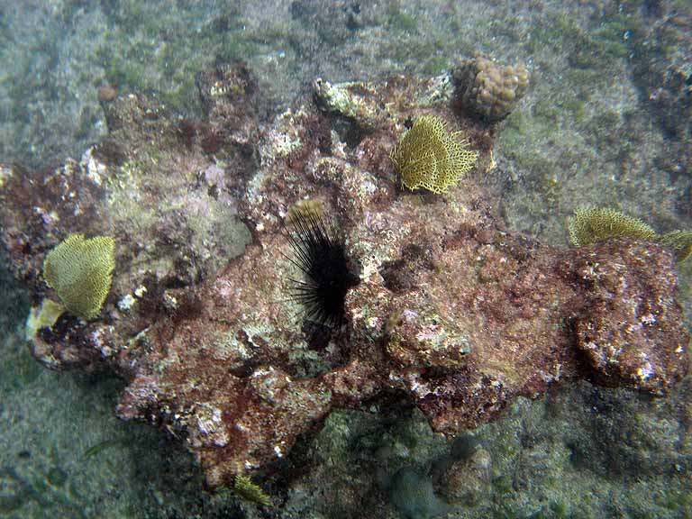 047: Carnival Freedom - Grand Cayman - Eden Rock Snorkel