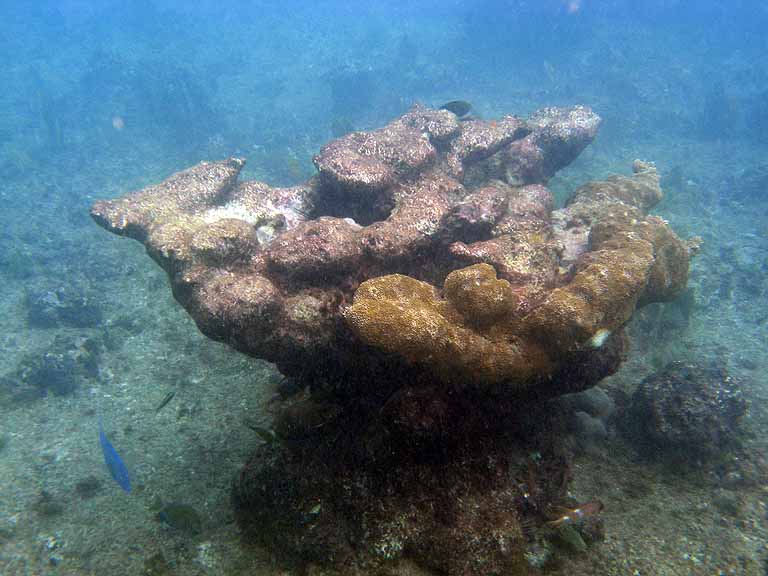 048: Carnival Freedom - Grand Cayman - Eden Rock Snorkel