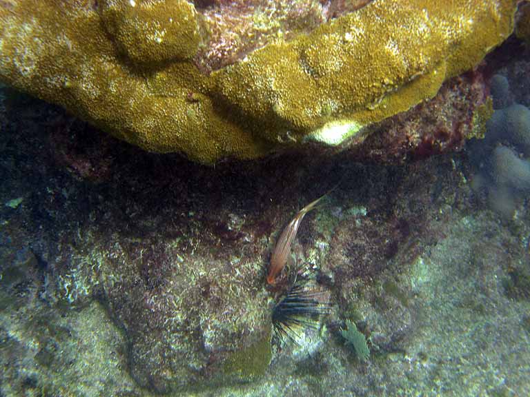 049: Carnival Freedom - Grand Cayman - Eden Rock Snorkel