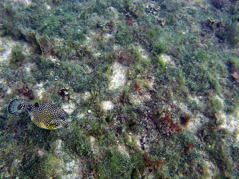 052: Carnival Freedom - Grand Cayman - Eden Rock Snorkel