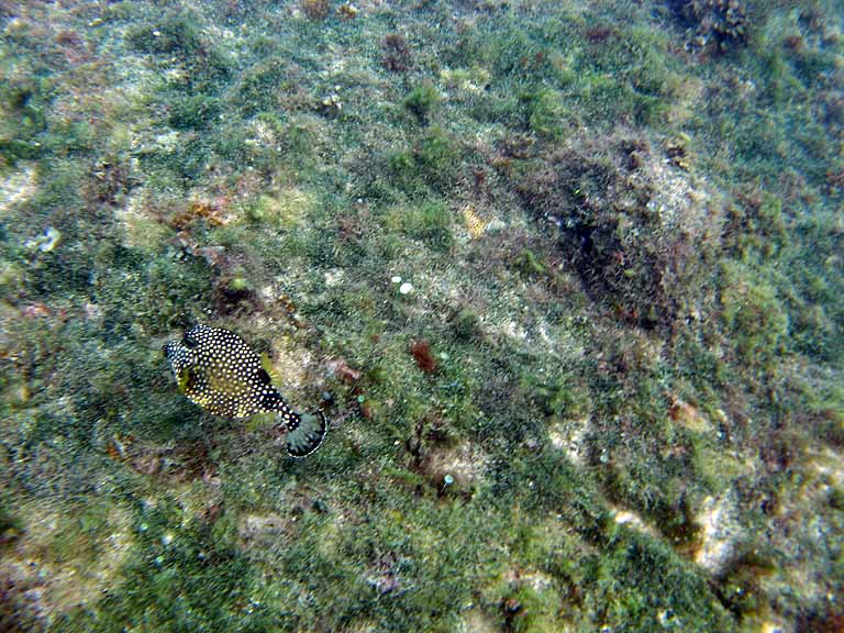 053: Carnival Freedom - Grand Cayman - Eden Rock Snorkel