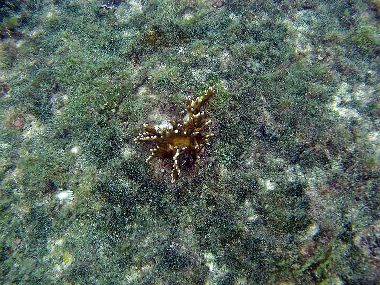 054: Carnival Freedom - Grand Cayman - Eden Rock Snorkel