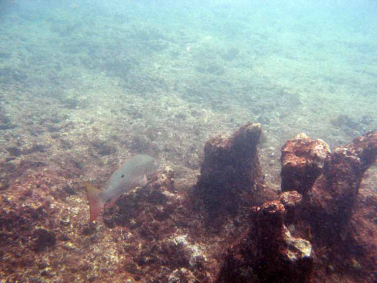 062: Carnival Freedom - Grand Cayman - Eden Rock Snorkel