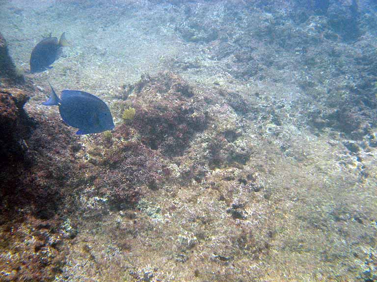 063: Carnival Freedom - Grand Cayman - Eden Rock Snorkel