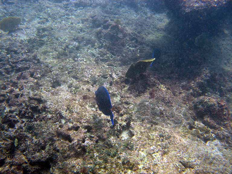 064: Carnival Freedom - Grand Cayman - Eden Rock Snorkel