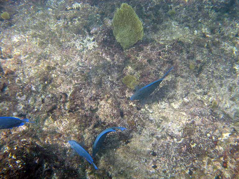 065: Carnival Freedom - Grand Cayman - Eden Rock Snorkel