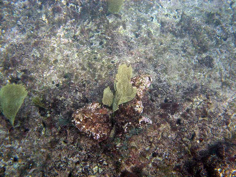 066: Carnival Freedom - Grand Cayman - Eden Rock Snorkel