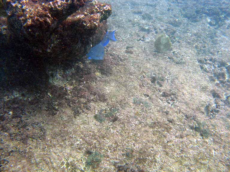 067: Carnival Freedom - Grand Cayman - Eden Rock Snorkel