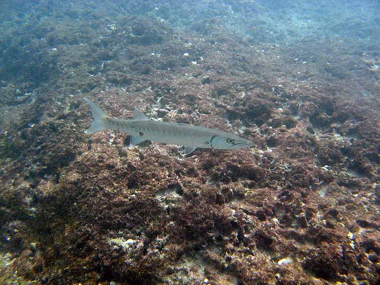 Barracuda, Eden Rock, Grand Cayman