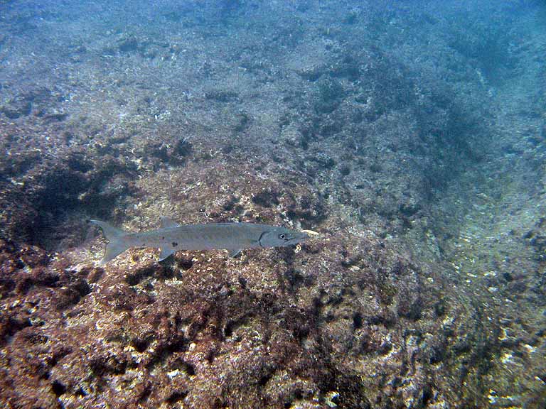 069: Carnival Freedom - Grand Cayman - Eden Rock Snorkel