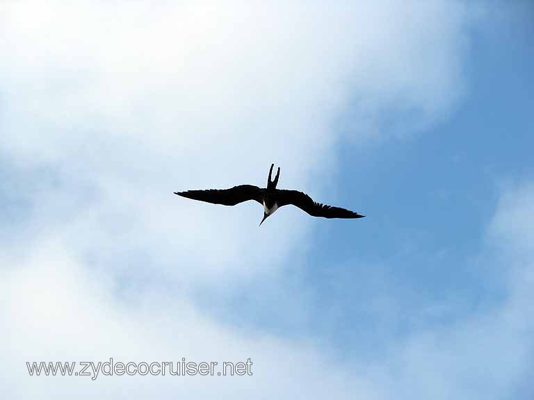 108: Carnival Freedom, Grand Cayman, 