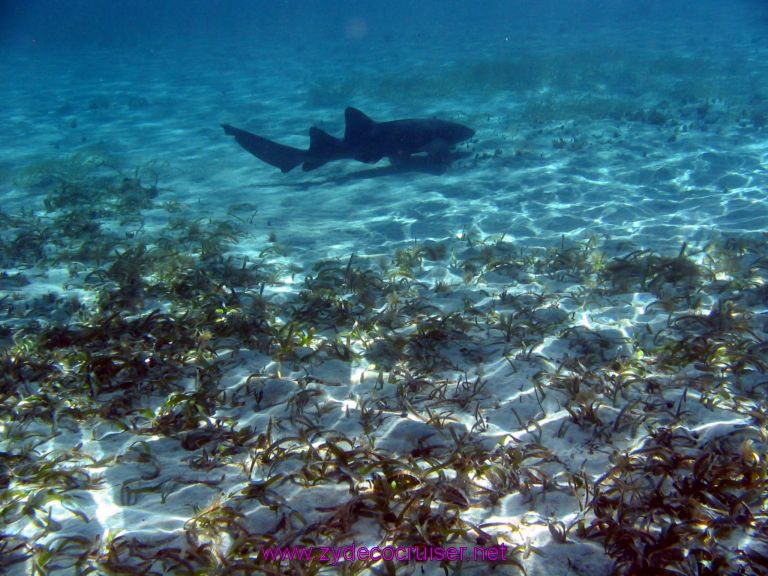 Nurse Shark at Shark Ray Alley, Belize