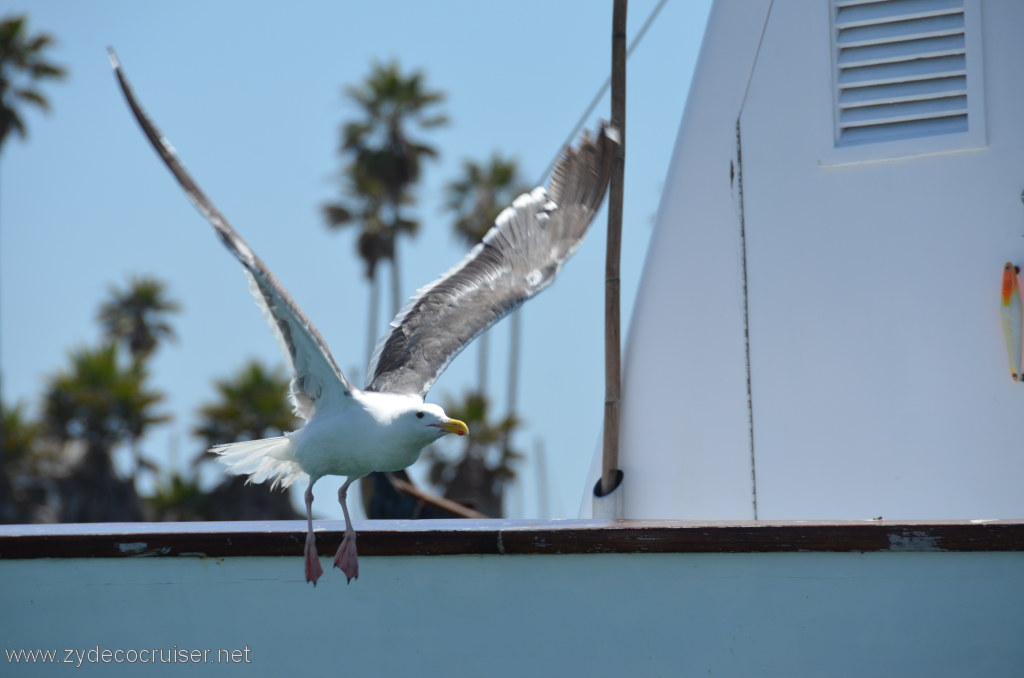 017: Island Packers, Island Wildlife Cruise, 