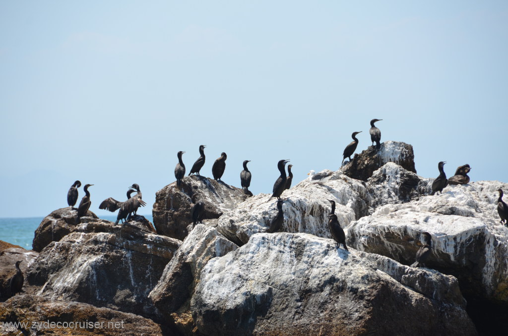 032: Island Packers, Island Wildlife Cruise, 