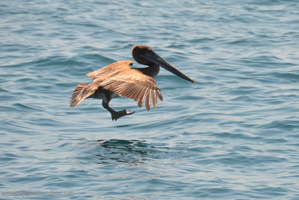 053: Island Packers, Island Wildlife Cruise, Pelican