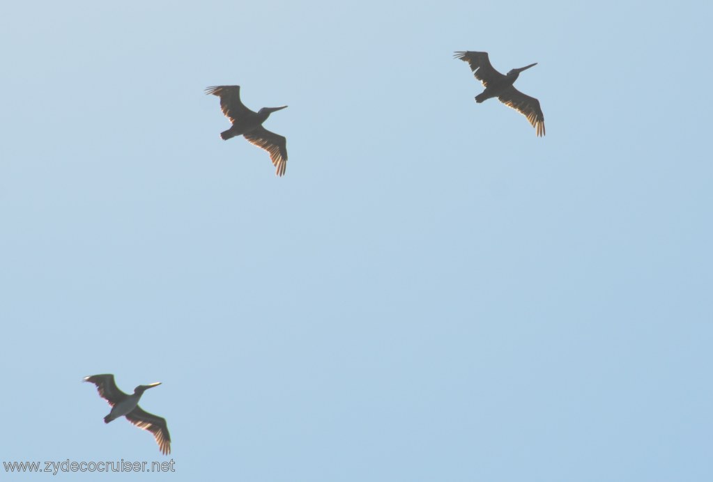 068: Island Packers, Island Wildlife Cruise, Anacapa Island, Pelicans