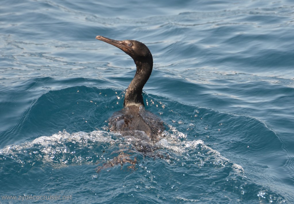 069: Island Packers, Island Wildlife Cruise, Anacapa Island, Cormorant,  