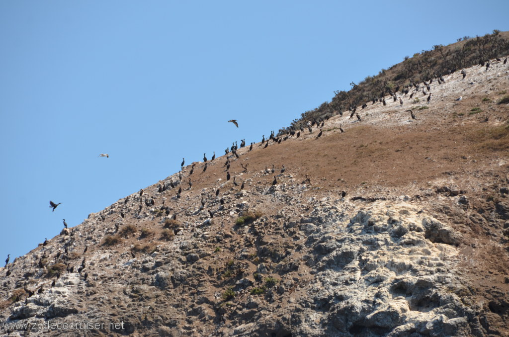 070: Island Packers, Island Wildlife Cruise, Anacapa Island, 