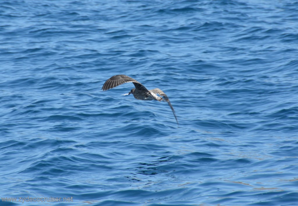 078: Island Packers, Island Wildlife Cruise, Anacapa Island, 