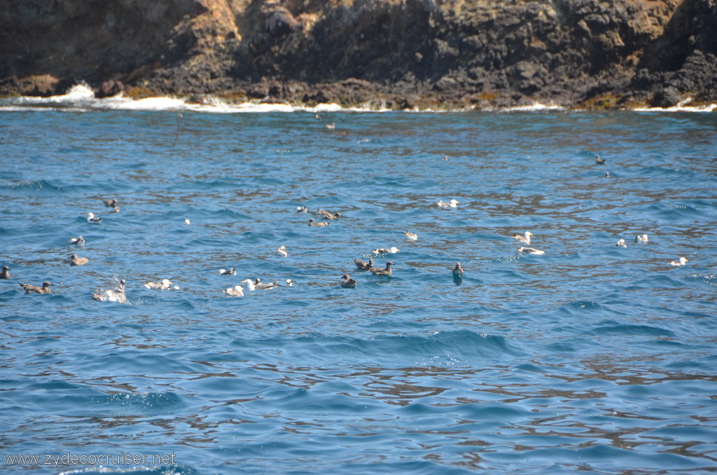 079: Island Packers, Island Wildlife Cruise, Anacapa Island, 