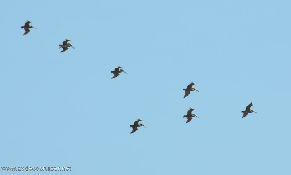 084: Island Packers, Island Wildlife Cruise, Anacapa Island, Pelicans